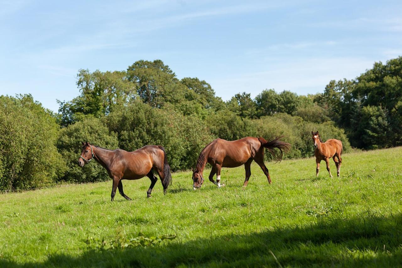 Coolcormack Stud B&B Waterford Exterior foto