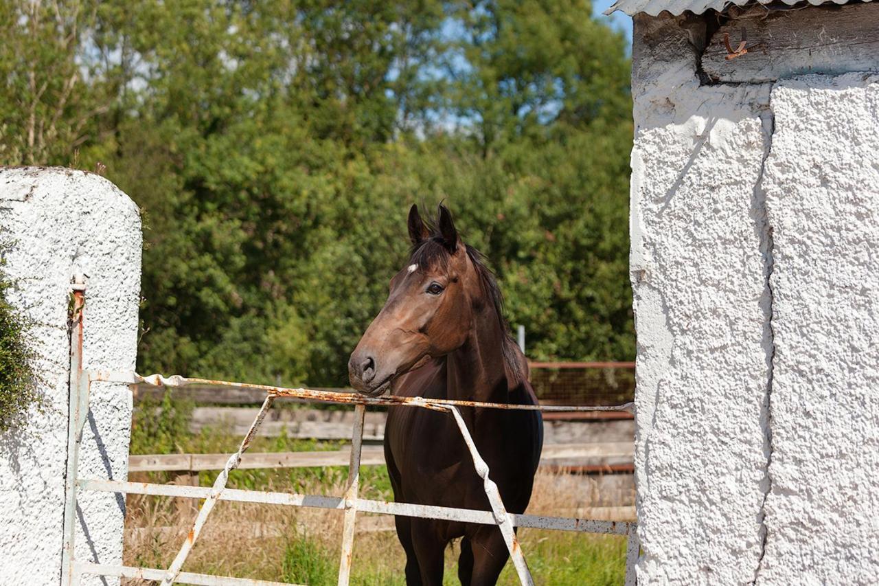 Coolcormack Stud B&B Waterford Exterior foto